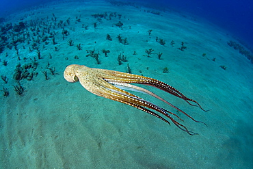 Hawaii, Day octopus (Octopus cyanea).