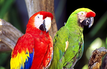 Two colourful green and red parrots standing on tree limb.