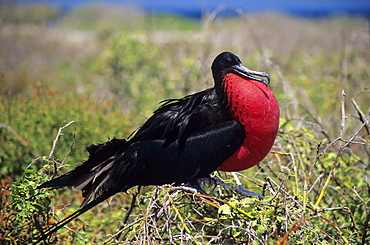 Galapagos Islands, Closeup of male great frigatebird (Fregata minor palmerstoni) with throat pouch inflated in grass.