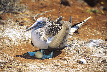 Galapagos Islands, Female blue footed booby (Sula nebouxi) on nest with one egg.