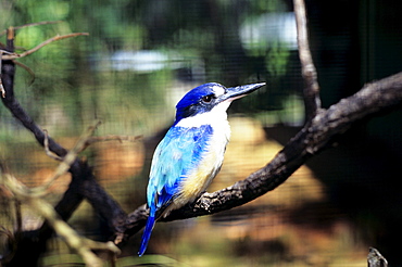 Australia, Kingfisher (Halcyon sp?), perched on a branch.