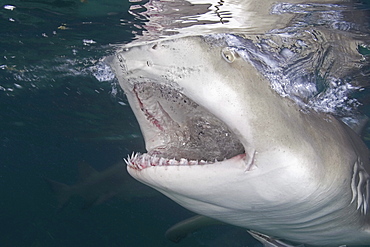 Caribbean, Bahamas, Little Bahama Bank, Lemon Shark (Negaprion brevirostris) close-up near surface, mouth open.