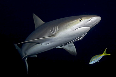 Caribbean, Bahamas, Little Bahama Bank, Lemon Shark (Negaprion brevirostris) with remora and fish in dark water.