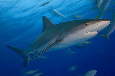 Caribbean, Bahamas, Caribbean Reef Shark (Carcharhinus perezi), with fish.