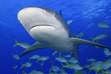 Caribbean, Bahamas, Caribbean Reef Shark (Carcharhinus perezi) with fish.