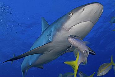 Caribbean, Bahamas, Caribbean Reef Shark (Carcharhinus perezi) with fish.