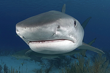 Caribbean, Bahamas, Little Bahama Bank, 14 foot tiger shark [Galeocerdo cuvier].