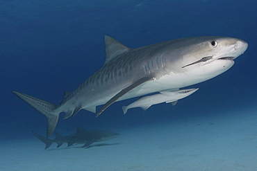 Caribbean, Bahamas, Little Bahama Bank, 14 foot tiger shark [Galeocerdo cuvier], with remora.