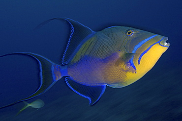 Caribbean, Bahamas, Queen triggerfish (Balistes vetula) in blue ocean water.