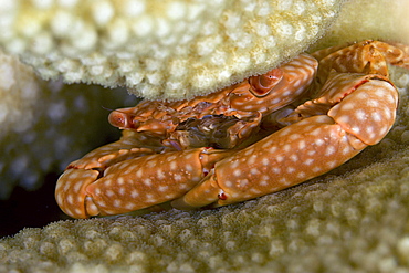 Hawaii, Yellow spotted guard crab (trapezia flavopunctata) tucked within antler coral (pocillopora eydouxi).