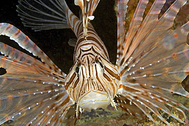 Malaysia, Close-up of a lionfish (pterois volitans)in dark water.