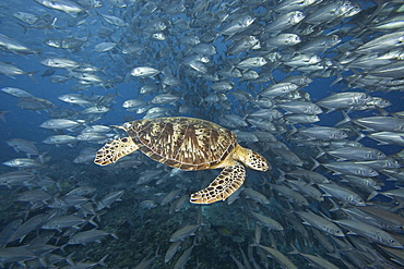 Malaysia, Sipidan, Green Sea Turtle (Chelonia mydas) with schooling fish.