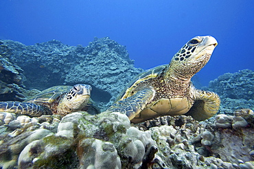 Hawaii, Two Green Sea Turtles (Chelonia mydas) on colorful coral reef.