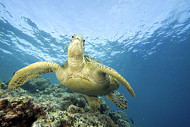 Malaysia, Sipidan Island, Close-up of Green Sea Turtle (Chelonia mydas) on reef.