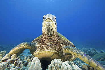 Hawaii, Close-up of Green Sea Turtle (Chelonia mydas) on reef.