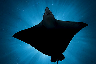 Micronesia, Palau, Spotted eagle ray (Aetobatus narinari), silhouette from below.