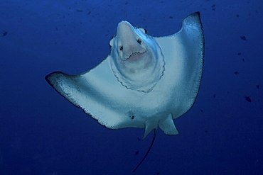 Micronesia, Palau, Spotted eagle ray (Aetobatus narinari), view from below.