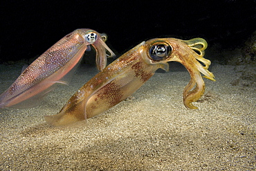 Hawaii, two oval squid (sepioteuthis lessoniana) rest upon sandy bottom at night.