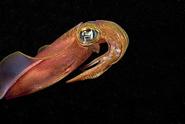 Hawaii, Oval squid (sepioteuthis lessoniana) swimming through black water at night.