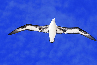 Midway Atoll, Laysan albatross (Diomedea immutabilis) in flight, blue sky, view from below.