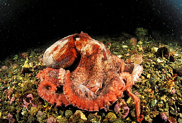 Canada, British Columbia, Giant Pacific octopus (Octopus dolfleini) changing colors on ocean floor.