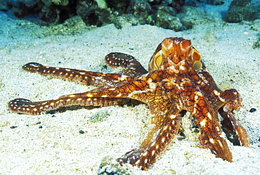 Hawaii, Day Octopus (Octopus cyanea) on sandy ocean floor