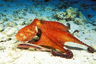 Hawaii, Day Octopus (Octopus cyanea) on ocean floor.