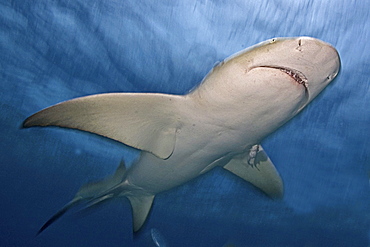 Caribbean, Bahamas, Caribbean Reef Shark (Carcharhinus perezi).