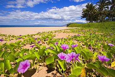 Hawaii, Maui, Kihei, Keawakapu Beach, Green leafy vines with pink flowers on shore.