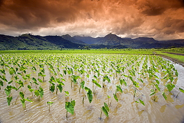 Hawaii, Kauai, Hanalei, Afternoon threatening clouds hang over a taro field.