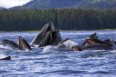 Alaska, Frederick Sound, Humpback whales (megaptera novanglia) bubble net feeding on herring.