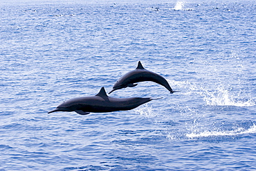 Guatemala, Puerto Quetzal, Spinner Dolphins jumping.