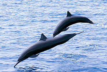 Guatemala, Puerto Quetzal, Spinner Dolphins jumping.