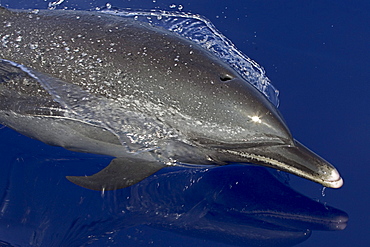 Hawaii, Pantropical spotted dolphin (stenella attenuata), swimming at the surface.