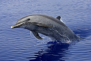 Hawaii, Pantropical spotted dolphin (stenella attenuata), jumping.