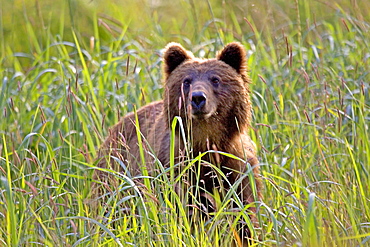 Alaska, Sitka, Brown bear (ursus acrtos horribillis) in a grassy meadow.