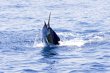 Guatemala, Puerto Quetzal, Sailfish jumping.