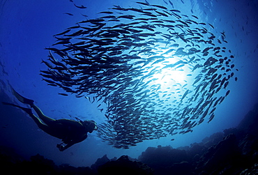 Galapagos Islands, Diver and schooling black striped salema (Xenocys jessiae).