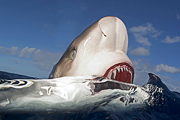 Hawaii, Oahu, North Shore, Galapagos shark showing teeth at surface.