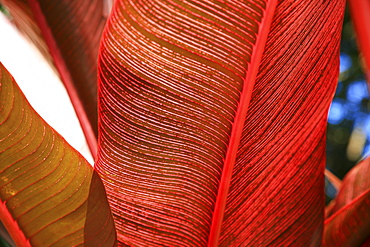 Detailed view of a pink-striped Heliconia Indica leaf.