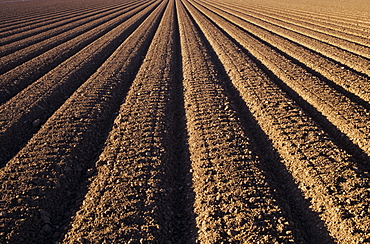 California, Field of plowed soil ready for planting.