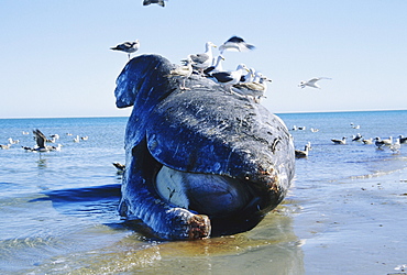 Mexico, San Ignacio Lagoon, dead Gray Whale (Eschrichtius robustus) on beach surrounded by seagulls.