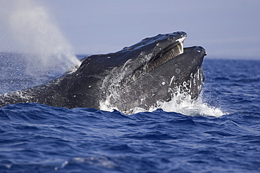 Hawaii, Humpback Whale (Megaptera novaeangliae) showing baleen.