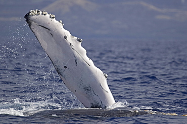 Hawaii, The pectoral fin of a humpback whale (Megaptera novaeangliae).