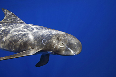 Hawaii, Pygmy killer whale (Feresa attenuata) also known as the slender blackfish or the slender pilot whale