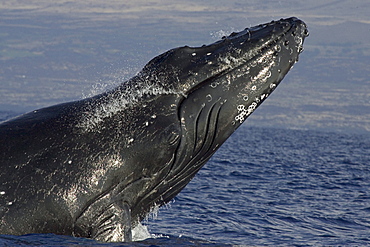 Hawaii, Humpback Whale (Megaptera novaeangliae) breaching.