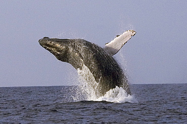 Hawaii, Humpback Whale (Megaptera novaeangliae) breaching.