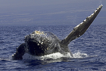 Hawaii, Humpback Whale (Megaptera novaeangliae) breaching.