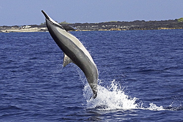 Hawaii, Big Island, Kona, Hawaiian long-snouted spinner Dolphin (Stenella longirostris) leaping in the air.