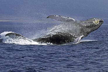 Hawaii, Humpback Whale (Megaptera novaeangliae) breaching.